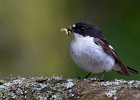 David Atkinson_Pied Flycatcher.jpg